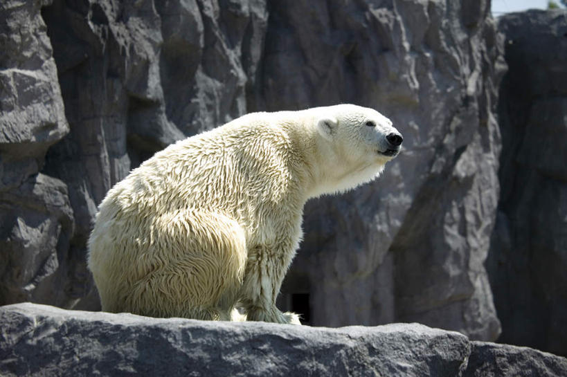 无人,坐,横图,室外,白天,侧面,石头,北极熊,野生动物,熊,北海道,日本,亚洲,一头,阴影,光线,石子,影子,注视,阳光,动物,观察,看,观看,察看,关注,凶猛,东亚,日本国,北海道地方,北海道岛,残暴,凶残,石块,岩石,白熊,坐着,彩图,全身