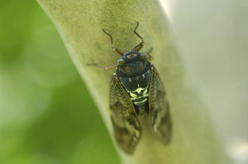无人,站,横图,俯视,室外,特写,白天,美景,植物,蝉,朦胧,模糊,昆虫,景观,树,树干,树木,一只,绿色,自然,动物,站着,景色,生长,成长,自然风光,害虫,蚱蝉,知了,站立,彩图,高角度拍摄,全身