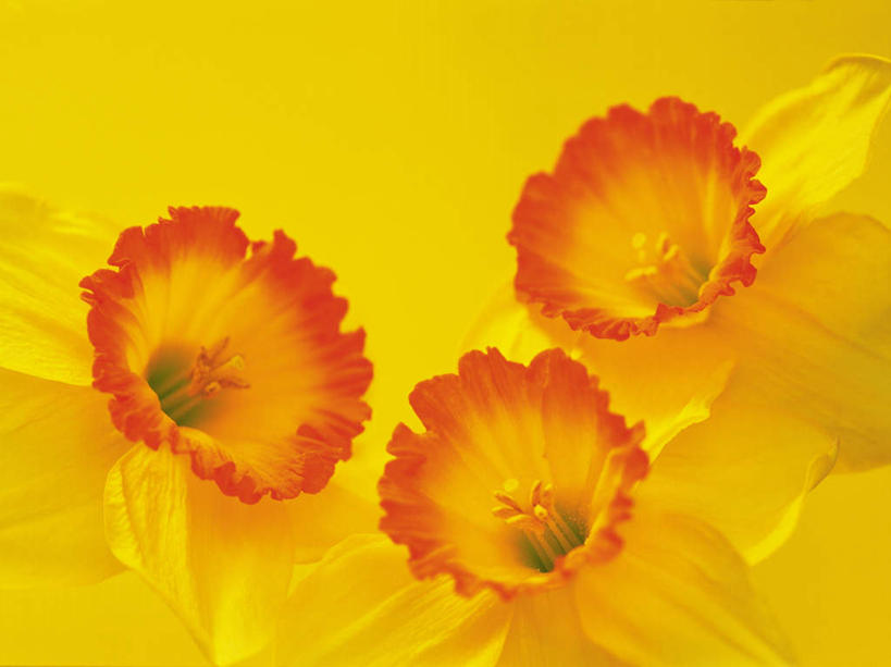 无人,横图,俯视,室内,特写,白天,美景,植物,水仙花,三朵,黄色背景,盛开,景观,花,花瓣,花朵,花卉,鲜花,黄色,自然,花蕊,景色,摄影,影棚,自然风光,金盏银台,玉玲珑,女史花,雅蒜,天蒜,黄水仙,凌波仙子,水仙,天葱,洋水仙,彩图,高角度拍摄,影棚拍摄,拍摄