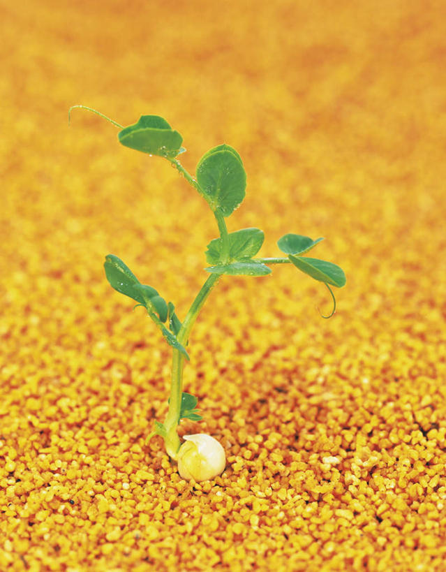 无人,竖图,俯视,室外,特写,白天,美景,植物,叶子,一棵,景观,绿叶,萌芽,绿色,自然,嫩叶,景色,生长,成长,希望,自然风光,叶,叶片,彩图,高角度拍摄