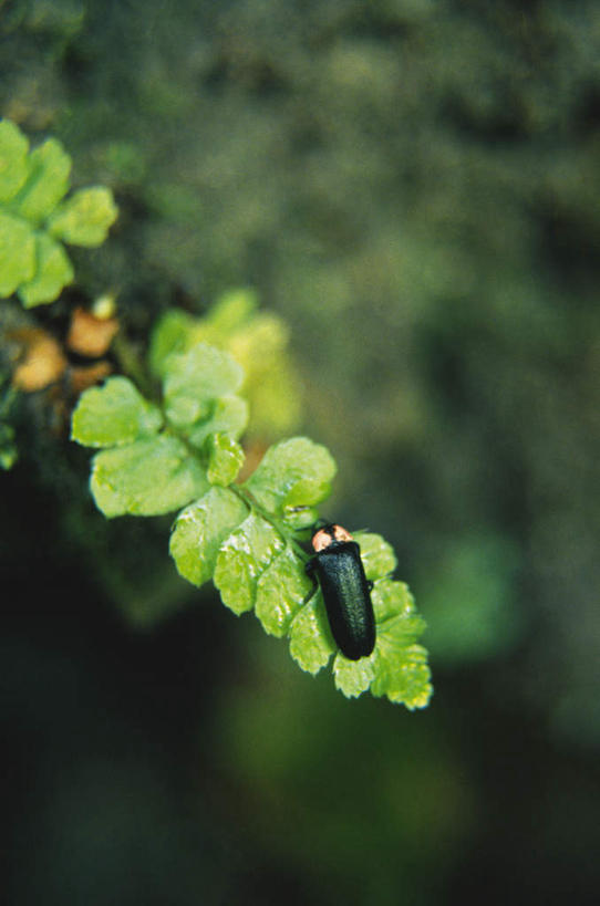 无人,竖图,俯视,室外,特写,白天,美景,植物,叶子,朦胧,模糊,昆虫,景观,绿叶,注视,一只,绿色,自然,动物,观察,看,趴着,嫩叶,景色,观看,察看,关注,自然风光,益虫,萤火虫,叶,叶片,趴,彩图,高角度拍摄,全身