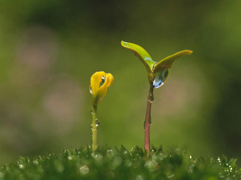 无人,横图,室外,特写,白天,正面,旅游,度假,美景,水,植物,露水,叶子,神奈川,日本,亚洲,阴影,朦胧,模糊,透明,光线,液体,影子,景观,水滴,绿叶,萌芽,横滨,横滨市,神奈川县,娱乐,水珠,树,树木,树枝,两个,绿色,阳光,自然,露珠,嫩芽,享受,休闲,嫩叶,景色,放松,生长,成长,生机,希望,剔透,自然风光,东亚,本州,首府,关东地方,本州岛,日本国,灵动,通明,叶,叶片,彩图,晶莹