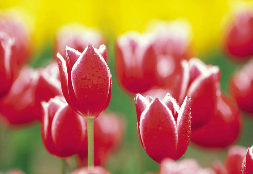 无人,横图,室外,特写,白天,正面,爱情,旅游,度假,花海,花圃,美景,植物,郁金香,叶子,许多,朦胧,模糊,盛开,景观,绿叶,祝福,花蕾,娱乐,花,花瓣,花朵,花卉,鲜花,红色,绿色,自然,花丛,花田,花苞,花蕊,享受,休闲,嫩叶,景色,放松,生长,成长,表白,自然风光,荣誉,永恒,叶,叶片,郁香,洋荷花,草麝香,彩图