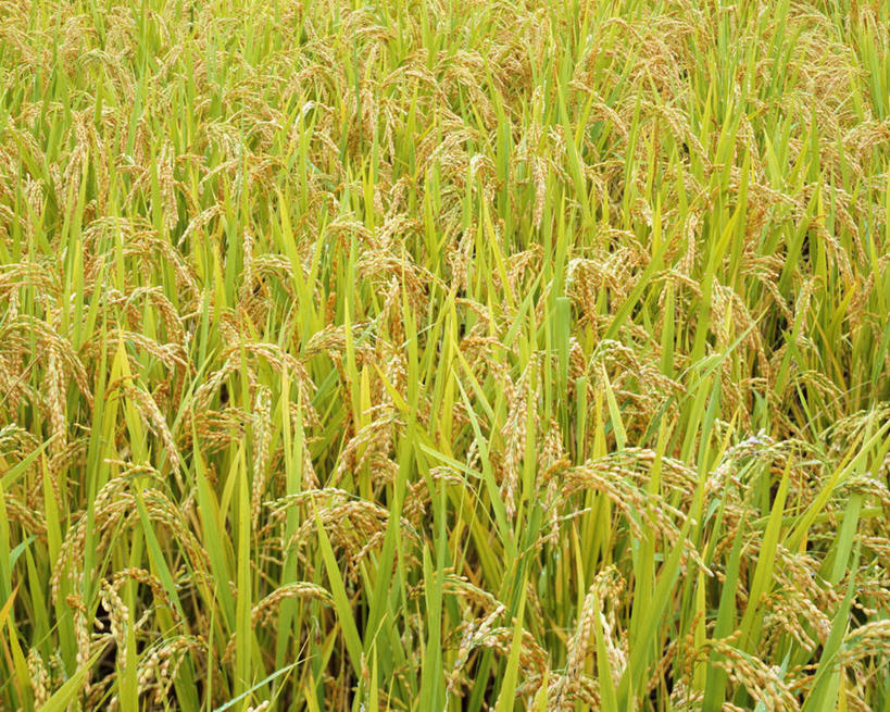 无人,农田,横图,俯视,室外,白天,旅游,度假,农业,庄稼,农作物,美景,许多,稻田,景观,娱乐,绿色,自然,享受,休闲,景色,放松,自然风光,彩图,高角度拍摄,耕地,庄稼田