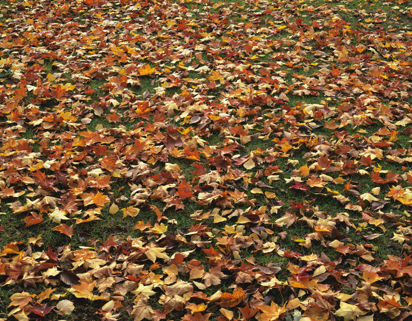 无人,横图,俯视,室外,白天,旅游,度假,草地,草坪,美景,植物,叶子,一堆,许多,覆盖,堆叠,堆积,散落,景观,枯叶,落叶,娱乐,草,黄色,绿色,自然,享受,休闲,景色,放松,堆,自然风光,遮盖,笼罩,笼盖,叶,叶片,彩图,高角度拍摄