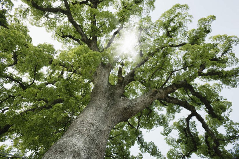 无人,横图,室外,白天,仰视,旅游,度假,美景,植物,樟树,叶子,景观,云,云朵,绿叶,云彩,娱乐,树,树干,树木,蓝色,绿色,白云,蓝天,天空,自然,天,享受,休闲,嫩叶,景色,放松,生长,晴朗,成长,自然风光,番樟,芳樟树,叶,叶片,晴空,香樟,木樟,彩图,低角度拍摄
