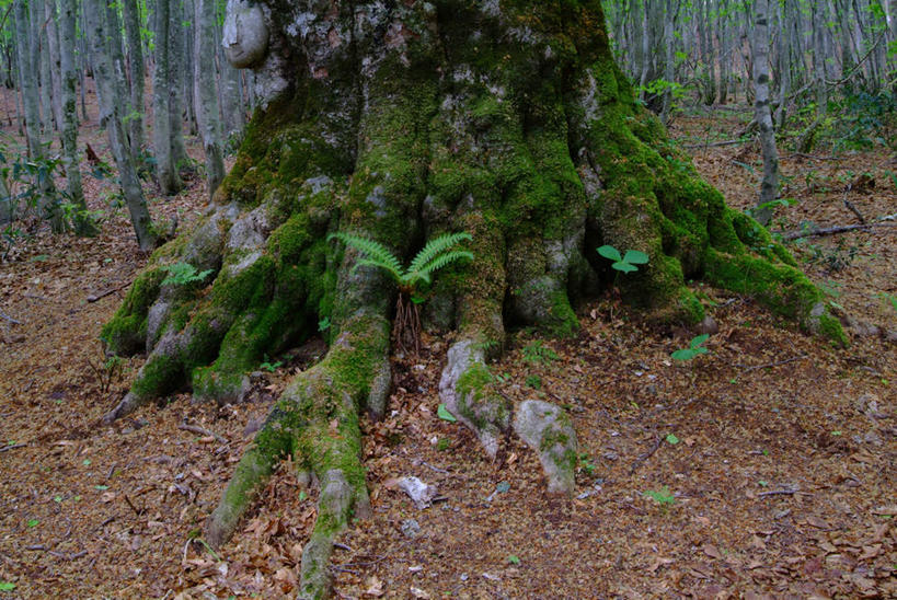 无人,横图,俯视,室外,特写,白天,旅游,度假,美景,植物,日本,亚洲,景观,苔藓,娱乐,树,树干,树木,绿色,自然,享受,休闲,景色,放松,生长,成长,自然风光,东亚,山毛榉,本州,本州岛,日本国,岩手,岩手县,东北地方,麻栎金刚,山毛榉树,彩图,高角度拍摄