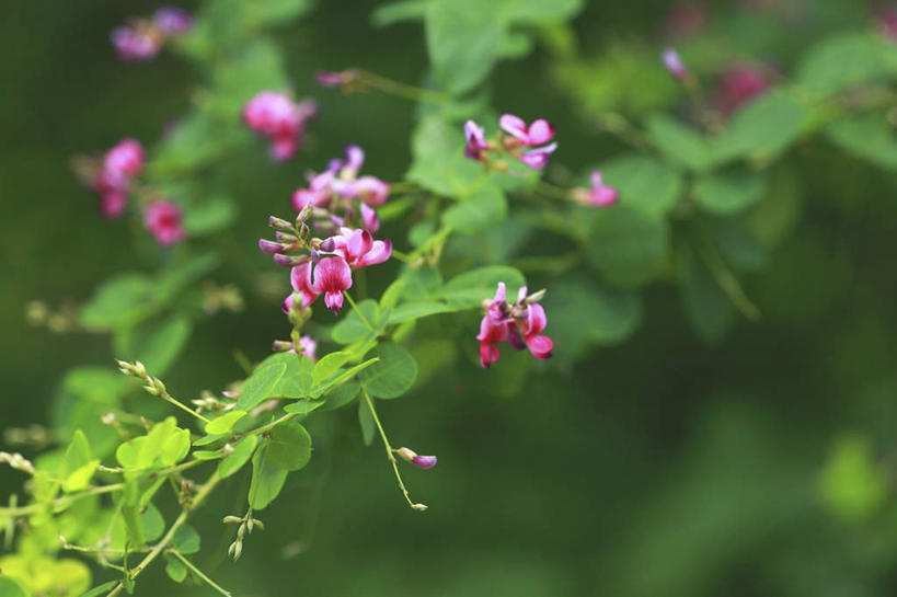 无人,横图,室外,特写,白天,正面,旅游,度假,花海,花圃,美景,植物,叶子,许多,朦胧,模糊,盛开,景观,绿叶,花蕾,娱乐,花,花瓣,花朵,花卉,鲜花,粉色,绿色,自然,花丛,花田,花苞,花蕊,享受,休闲,嫩叶,景色,放松,生长,成长,自然风光,豆叶柴,杭子梢,帚条,胡枝条,胡枝子,随军茶,沈思,害羞,叶,叶片,彩图