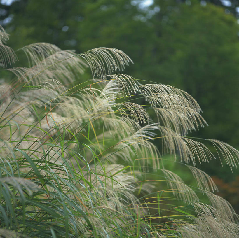 无人,横图,室外,白天,正面,旅游,度假,草地,草坪,美景,森林,树林,植物,日本,亚洲,朦胧,模糊,景观,芒草,娱乐,草,树,树木,绿色,自然,享受,休闲,景色,放松,生长,成长,自然风光,东亚,五节芒,本州,本州岛,日本国,中部地方,新潟,新潟县,管草,管芒,寒芒,彩图