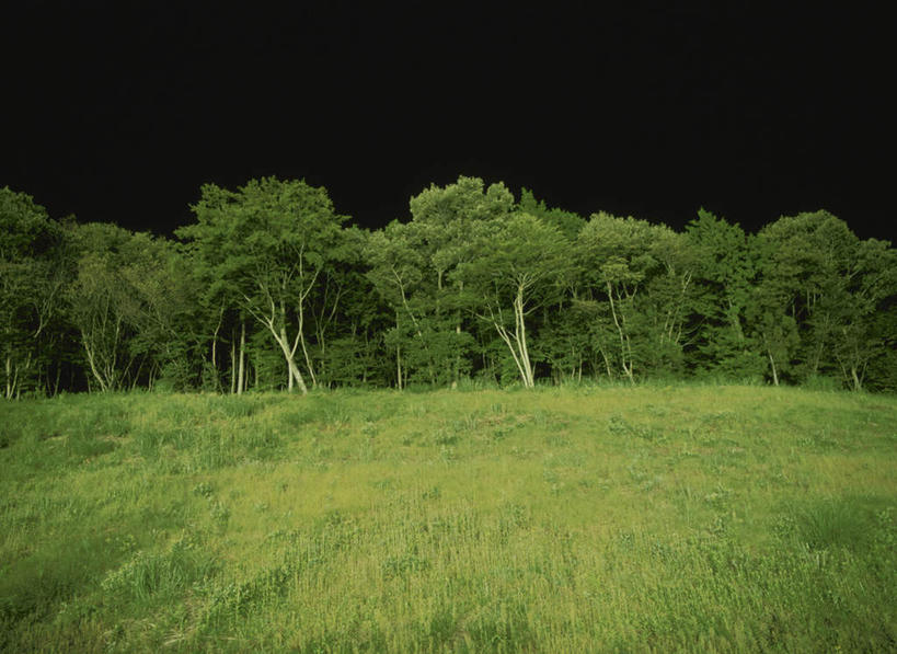 无人,横图,室外,夜晚,正面,旅游,度假,草地,草坪,美景,森林,树林,植物,日本,亚洲,景观,娱乐,草,树,树木,绿色,自然,享受,休闲,景色,放松,生长,成长,自然风光,东亚,本州,关东地方,本州岛,日本国,栃木,栃木县,彩图