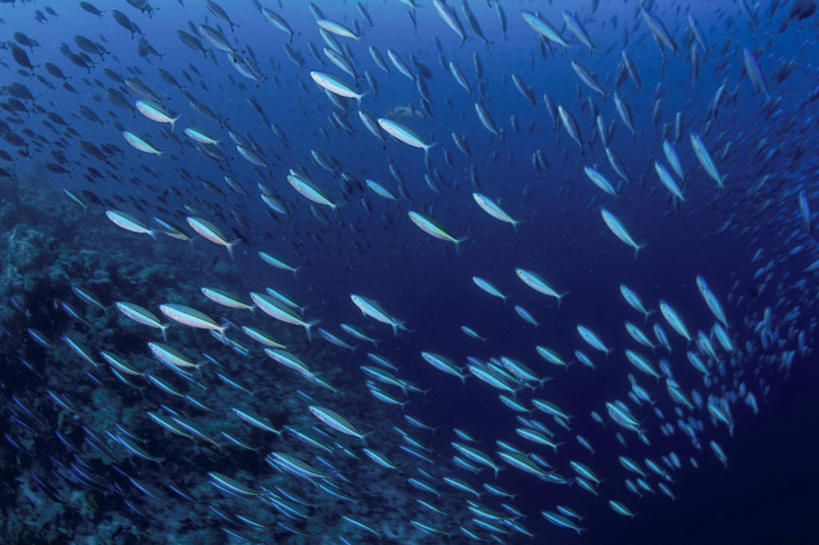 海鲜,无人,横图,室内,白天,仰视,旅游,度假,礁石,石头,美景,马尔代夫,亚洲,许多,鱼,石子,景观,娱乐,水产,鱼类,海洋生物,自然,享受,休闲,景色,放松,自然风光,水生动物,海产品,南亚,水生物,海底动物,马尔代夫共和国,礁,石块,岩石,彩图,低角度拍摄,全身