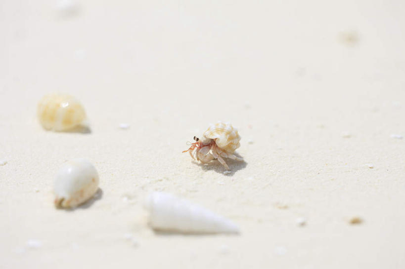 蟹,无人,横图,俯视,室外,特写,白天,旅游,度假,美景,沙滩,贝壳,马尔代夫,亚洲,朦胧,模糊,沙子,海岸,景观,寄居蟹,沙地,娱乐,三个,自然,享受,休闲,景色,放松,自然风光,南亚,马尔代夫共和国,白住房,干住屋,贝类外壳,海螺壳,软体动物外壳,海滩,彩图,高角度拍摄
