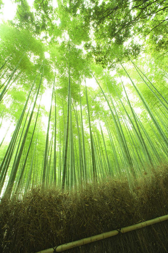 无人,栏杆,竖图,室外,白天,仰视,旅游,度假,纯洁,美景,植物,竹子,京都,日本,亚洲,阴影,光线,影子,栅栏,景观,篱笆,围栏,娱乐,护栏,树木,绿色,阳光,自然,享受,休闲,景色,放松,京都府,生长,成长,高雅,自然风光,东亚,本州,本州岛,日本国,近畿地方,近畿,奉献,质朴,正直,嵯峨野,担当,岚山,竹,彩图,低角度拍摄,奋进,操守,四君子,岁寒三友,性坚,虚怀,虚心,善群,卓尔