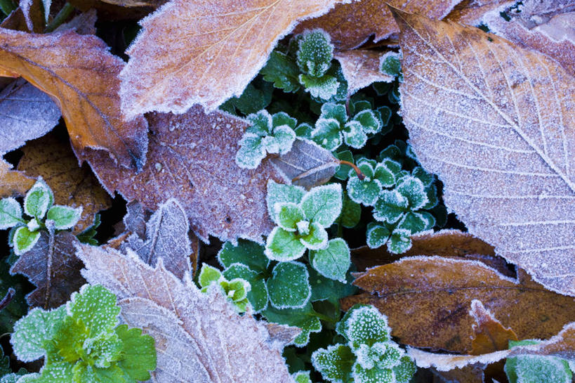 无人,横图,俯视,室外,特写,白天,旅游,度假,美景,叶子,一堆,覆盖,堆叠,堆积,景观,枯叶,落叶,娱乐,自然,享受,休闲,景色,放松,寒冷,堆,自然风光,遮盖,严寒,白霜,笼罩,笼盖,叶,叶片,彩图,高角度拍摄