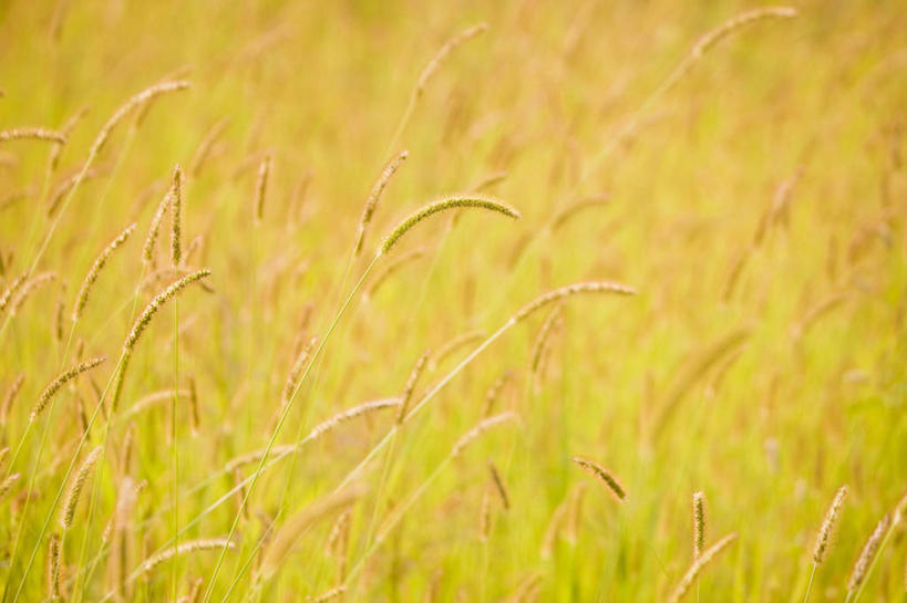 无人,横图,俯视,室外,白天,旅游,度假,草地,美景,植物,日本,亚洲,阴影,光线,影子,景观,娱乐,狗尾巴草,草,绿色,阳光,自然,享受,休闲,狗尾草,景色,放松,自然风光,东亚,本州,本州岛,日本国,近畿地方,近畿,滋贺,滋贺县,绿狗尾草,谷莠子,彩图,高角度拍摄