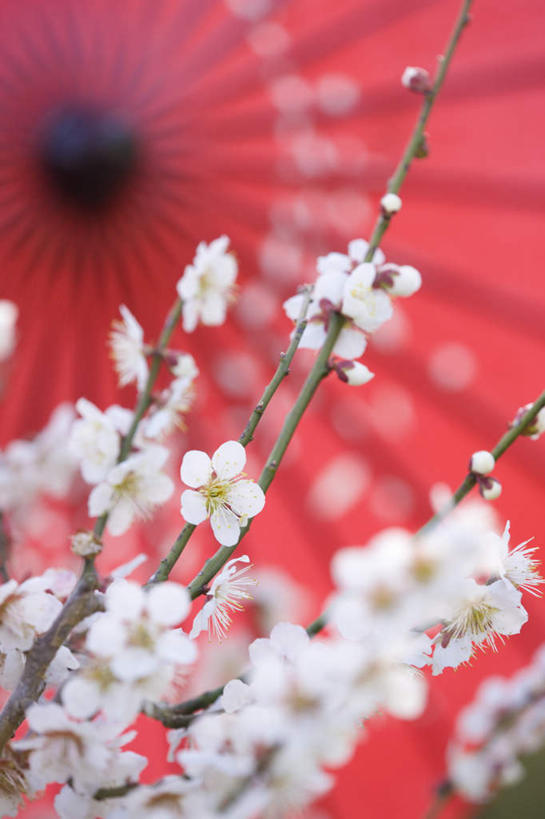 无人,竖图,室外,特写,白天,仰视,幸福,许多,盛开,伞,雨伞,纸伞,古典,花蕾,油纸伞,文化,腊梅,花,花瓣,花朵,鲜花,树枝,白色,花苞,花蕊,独立,寒冷,纪念,吉祥,古朴,高洁,忠实,严寒,忠贞,刚强,坚毅,坚贞,腊梅花,蜡梅,蜡梅花,香梅,黄梅花,平安,彩图,低角度拍摄