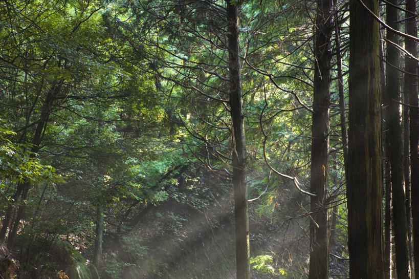 无人,横图,室外,白天,正面,旅游,度假,美景,植物,日本,亚洲,阴影,光线,影子,景观,娱乐,树,树木,绿色,阳光,自然,享受,休闲,景色,放松,生长,成长,自然风光,东亚,本州,本州岛,日本国,近畿地方,近畿,滋贺,滋贺县,彩图