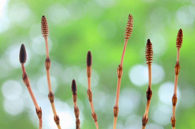 无人,横图,室外,特写,白天,正面,旅游,度假,草地,草坪,美景,植物,许多,阴影,朦胧,模糊,光线,影子,景观,娱乐,草,绿色,阳光,自然,享受,休闲,景色,放松,自然风光,问荆,接续草,公母草,搂接草,空心草,马蜂草,猪鬃草,黄蚂草,节节草,接骨草,彩图