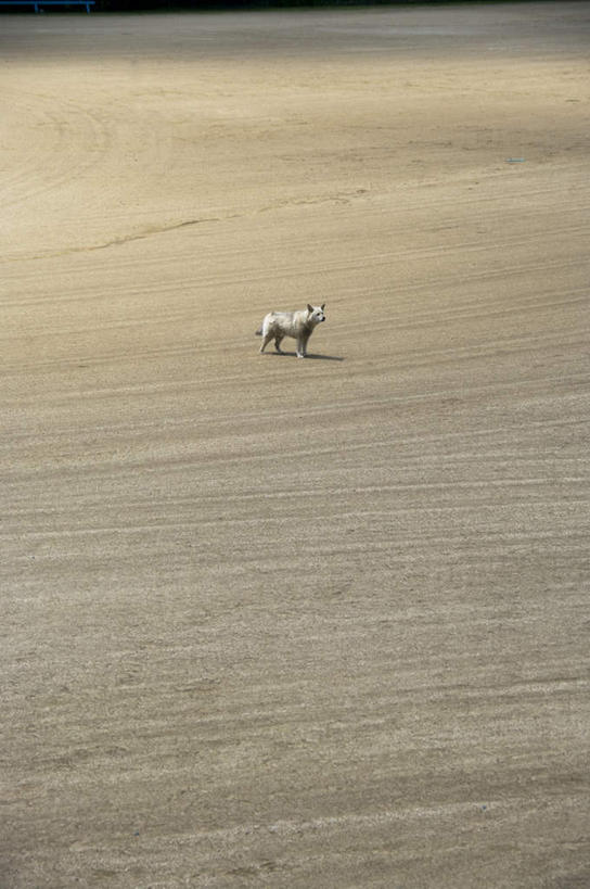 无人,站,竖图,俯视,室外,白天,沙滩,狗,野生动物,日本,亚洲,阴影,光线,沙子,影子,海岸,沙地,注视,阳光,动物,观察,看,站着,观看,察看,关注,东亚,本州,茨城,茨城县,关东地方,本州岛,日本国,孤独,海滩,犬,站立,彩图,高角度拍摄,全身