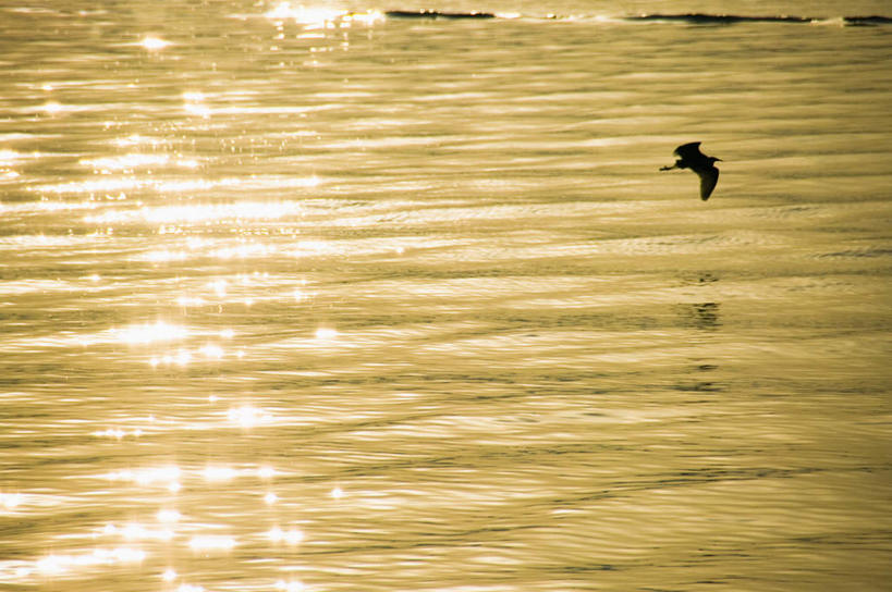 无人,横图,俯视,室外,白天,旅游,度假,海浪,海洋,美景,海鸟,海鸥,鸟,日本,亚洲,阴影,波纹,光线,鸟类,影子,景观,浪花,涟漪,背光,娱乐,一只,水纹,阳光,自然,海水,波浪,享受,休闲,景色,放松,波光粼粼,自然风光,逆光,海景,东亚,本州,本州岛,日本国,近畿地方,近畿,滋贺,滋贺县,水晕,大洗町,大海,海,彩图,高角度拍摄