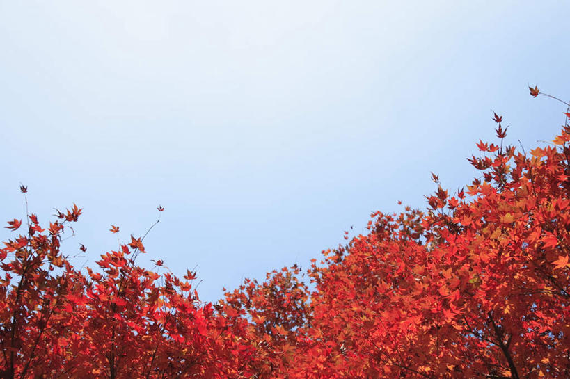 无人,横图,室外,白天,仰视,旅游,度假,美景,秋季,树林,植物,枫树,叶子,景观,云,云朵,枫叶,枯叶,落叶,云彩,娱乐,树,树木,黄色,红色,蓝色,绿色,白云,蓝天,天空,自然,天,享受,休闲,景色,放松,生长,晴朗,成长,枫树叶,自然风光,槭树,鸡爪槭,叶,叶片,晴空,秋,秋天,鸡爪枫,彩图,低角度拍摄