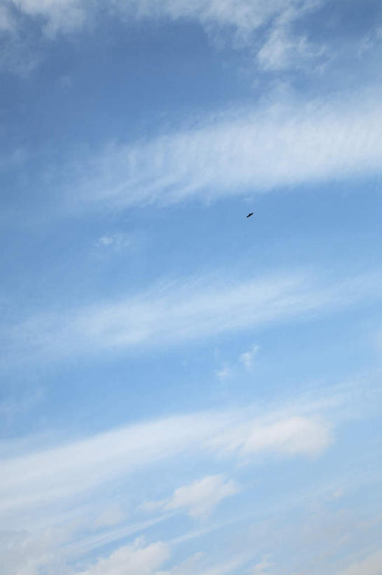 无人,竖图,室外,白天,仰视,旅游,度假,美景,鸟,东京,日本,亚洲,鸟类,景观,云,云朵,云彩,娱乐,蓝色,白云,蓝天,天空,自然,天,享受,休闲,景色,放松,晴朗,自然风光,东亚,本州,关东地方,本州岛,日本国,东京都,晴空,彩图,低角度拍摄