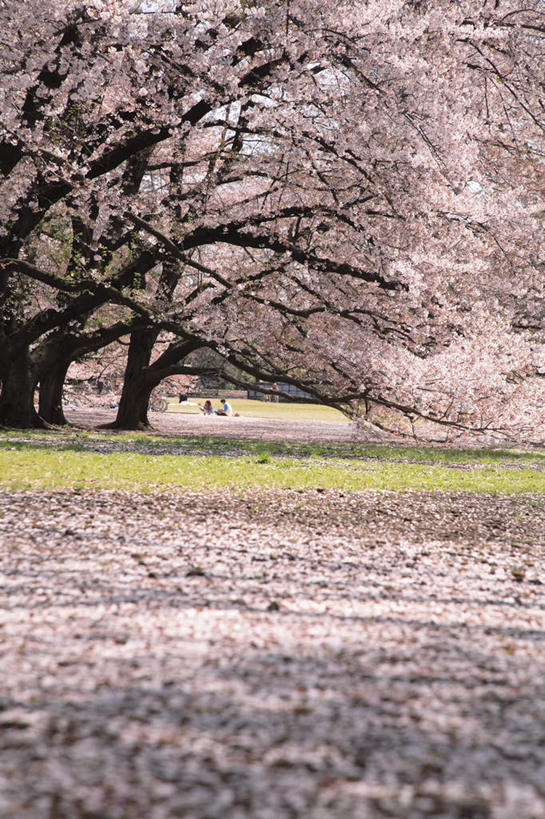 无人,竖图,室外,白天,正面,旅游,度假,草地,草坪,美景,秋季,植物,樱花,东京,日本,亚洲,盛开,景观,樱花树,花蕾,娱乐,草,花,花瓣,花朵,鲜花,蓝色,绿色,蓝天,天空,自然,天,花苞,花蕊,享受,休闲,景色,放松,自然风光,掉落,东亚,本州,关东地方,本州岛,日本国,东京都,仙樱花,福岛樱,青肤樱,秋,秋天,荆桃,彩图