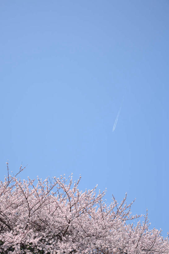 无人,竖图,室外,白天,仰视,旅游,度假,美景,森林,树林,植物,樱花,东京,日本,亚洲,盛开,景观,樱花树,花蕾,娱乐,花,花瓣,花朵,鲜花,树,树木,蓝色,绿色,蓝天,天空,自然,天,花苞,花蕊,享受,休闲,景色,放松,生长,晴朗,成长,自然风光,东亚,本州,万里无云,关东地方,本州岛,日本国,东京都,仙樱花,福岛樱,青肤樱,晴空,晴空万里,荆桃,彩图,低角度拍摄