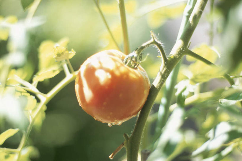 无人,横图,俯视,室外,特写,白天,旅游,度假,美景,蔬菜,西红柿,日本,亚洲,朦胧,模糊,新鲜,景观,食品,娱乐,食物,一个,自然,享受,休闲,景色,放松,有机食品,绿色食品,单个,自然风光,东亚,本州,本州岛,日本国,东北地方,福岛,福岛县,番茄,彩图,高角度拍摄