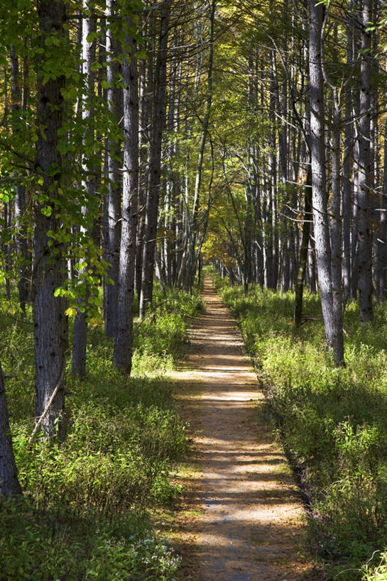 无人,竖图,室外,白天,正面,旅游,度假,草地,草坪,美景,森林,树林,植物,道路,路,日本,亚洲,阴影,朦胧,模糊,光线,影子,景观,小路,交通,娱乐,草,树,树木,绿色,阳光,自然,享受,休闲,景色,放松,乡间小路,生长,成长,自然风光,东亚,本州,关东地方,本州岛,日本国,栃木,栃木县,日光市,彩图