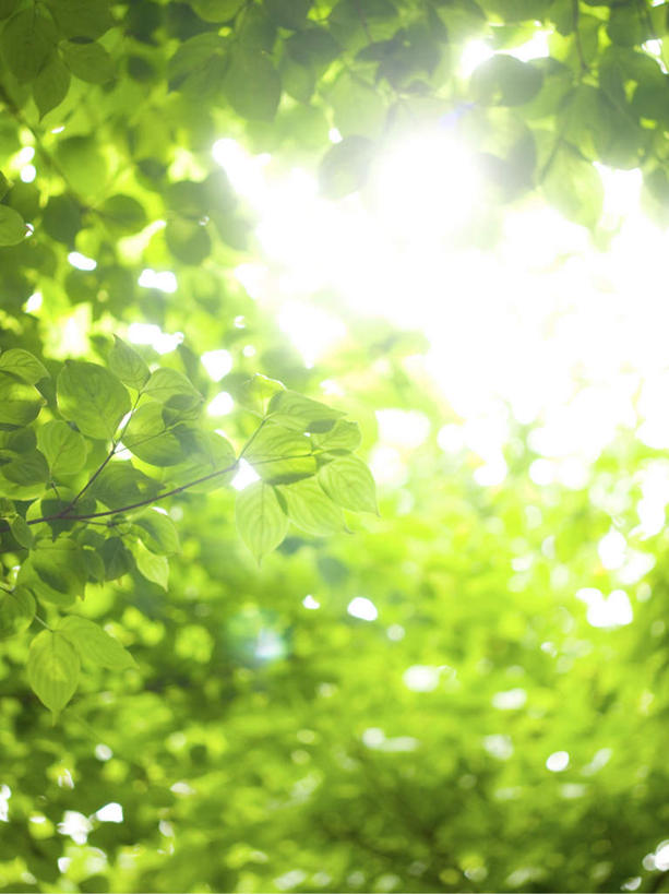 无人,竖图,室外,白天,仰视,旅游,度假,美景,植物,叶子,许多,阴影,光线,纹理,影子,景观,绿叶,背光,娱乐,绿色,天空,阳光,自然,天,享受,休闲,嫩叶,景色,放松,晴朗,自然风光,逆光,万里无云,肌理,叶,叶片,叶脉,晴空,晴空万里,彩图,低角度拍摄