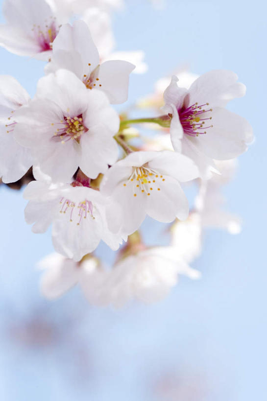 无人,竖图,室外,特写,白天,仰视,旅游,度假,美景,樱花,许多,朦胧,模糊,盛开,景观,花蕾,娱乐,花,花瓣,花朵,鲜花,蓝色,白色,蓝天,天空,自然,天,花苞,花蕊,享受,休闲,景色,放松,晴朗,自然风光,万里无云,仙樱花,福岛樱,青肤樱,晴空,晴空万里,荆桃,彩图,低角度拍摄