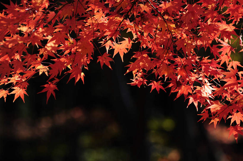 无人,横图,室外,特写,白天,仰视,旅游,度假,美景,秋季,叶子,许多,阴影,朦胧,模糊,光线,影子,景观,枫叶,枯叶,落叶,娱乐,黄色,红色,阳光,自然,享受,休闲,景色,放松,枫树叶,自然风光,叶,叶片,秋,秋天,彩图,低角度拍摄