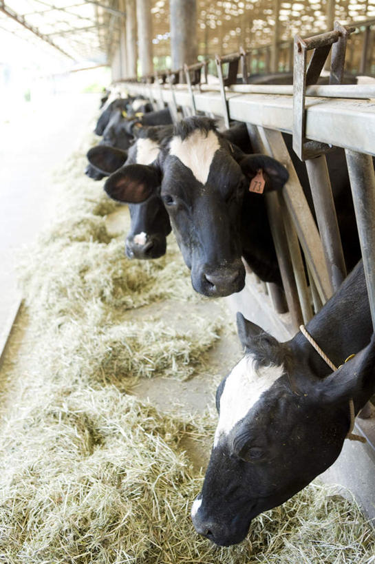 无人,站,竖图,室外,白天,侧面,牛,一堆,一排,许多,堆叠,堆积,整齐,干草,注视,排列,动物,观察,看,站着,家畜,牲畜,观看,堆,察看,队列,关注,草料,奶牛,站立,半身,彩图