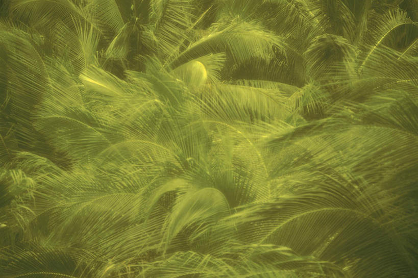 无人,横图,俯视,室外,特写,白天,树林,植物,棕榈树,叶子,许多,朦胧,模糊,绿叶,树,树木,绿色,自然,嫩叶,生长,成长,棕榈叶,叶,叶片,彩图,高角度拍摄