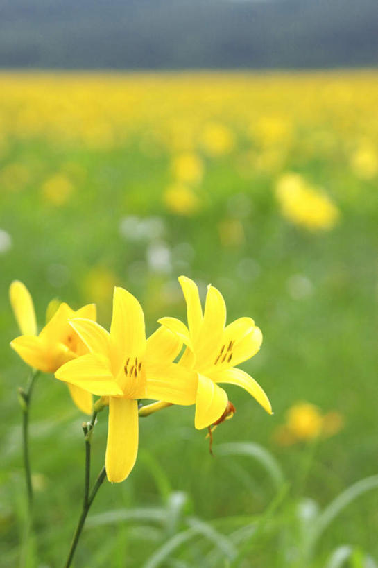 无人,竖图,室外,特写,白天,正面,旅游,度假,草地,草坪,美景,植物,水仙花,朦胧,模糊,盛开,景观,花蕾,娱乐,草,花,花瓣,花朵,鲜花,黄色,绿色,自然,花苞,花蕊,享受,休闲,景色,放松,自然风光,金盏银台,玉玲珑,女史花,雅蒜,天蒜,黄水仙,凌波仙子,水仙,天葱,洋水仙,彩图