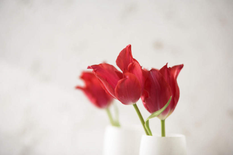 无人,横图,室内,特写,白天,正面,爱情,郁金香,三朵,朦胧,模糊,盛开,祝福,花蕾,花,花瓣,花朵,鲜花,红色,花苞,花蕊,摄影,影棚,表白,荣誉,永恒,郁香,洋荷花,草麝香,彩图,影棚拍摄,拍摄
