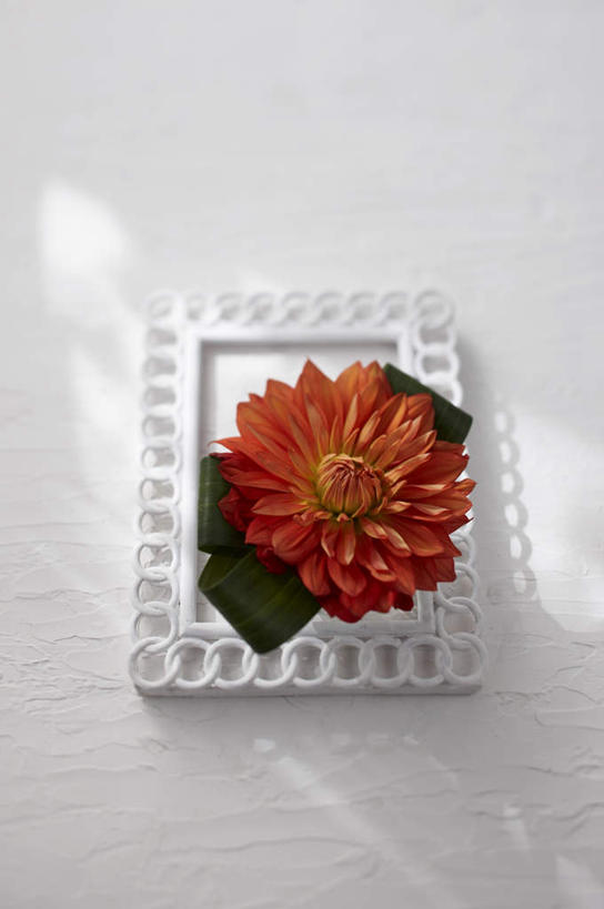 无人,竖图,俯视,室内,特写,白天,阴影,盛开,光线,影子,大丽花,花蕾,画架,画框,花,花瓣,花朵,鲜花,一朵,红色,花苞,花蕊,菊花,摄影,影棚,大理花,大丽菊,富丽,大方,彩图,高角度拍摄,影棚拍摄,拍摄