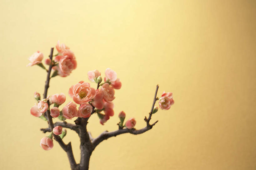 无人,横图,俯视,室内,特写,白天,许多,盛开,梅花,花蕾,花,花瓣,花朵,鲜花,花苞,花蕊,摄影,影棚,褐色背景,高雅,坚强,梅,彩图,高角度拍摄,影棚拍摄,拍摄