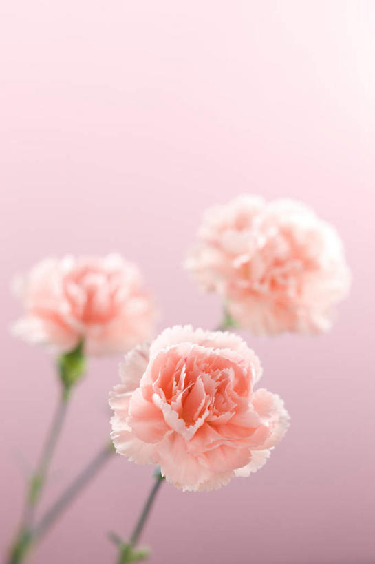 无人,竖图,俯视,室内,特写,白天,热情,康乃馨,三朵,粉色背景,朦胧,模糊,盛开,祝福,花蕾,花,花瓣,花朵,鲜花,粉色,花苞,花蕊,母爱,清纯,摄影,影棚,亲情,思念,宽容,热恋,真挚,热心,麝香石竹,石竹,香石竹,彩图,高角度拍摄,影棚拍摄,拍摄,魅力