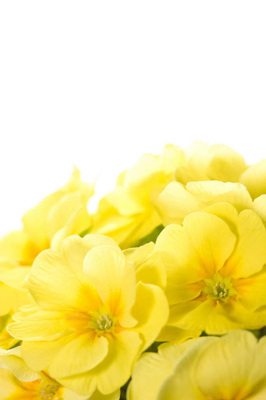 无人,竖图,俯视,室内,特写,白天,白色背景,报春花,许多,朦胧,模糊,盛开,花蕾,花,花瓣,花朵,鲜花,黄色,花苞,花蕊,成熟,摄影,影棚,青春,盼望,樱草,德国报春,德国报春花,欧洲报春花,欧洲樱草,西洋樱草,孤寂,年景花,四季报春,彩图,高角度拍摄,影棚拍摄,拍摄