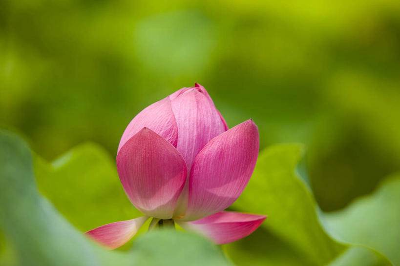 无人,横图,室外,特写,白天,正面,睡莲,叶子,朦胧,模糊,盛开,绿叶,花蕾,花,花瓣,花朵,鲜花,一朵,红色,花苞,花蕊,嫩叶,纯真,妖艳,水芹花,抒情,洁净,水洋花,子午莲,叶,叶片,彩图