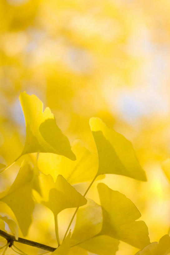 无人,竖图,室外,特写,白天,仰视,美景,植物,银杏树,叶子,朦胧,模糊,景观,草药,药草,中药,树叶,自然,银杏叶,景色,自然风光,药材,中草药,中药材,本草,白果叶,鸭脚树,叶片,银杏,公孙树,白果,彩图,低角度拍摄