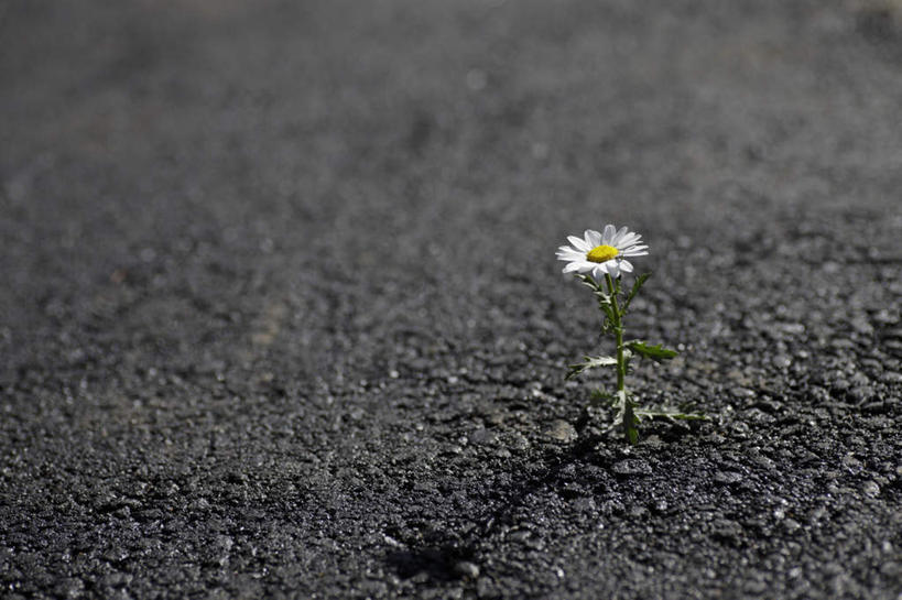 无人,横图,俯视,室外,特写,白天,快乐,幸福,道路,路,公路,阴影,朦胧,模糊,盛开,光线,影子,玛格丽特,交通,花蕾,雏菊,花,花瓣,花朵,鲜花,一朵,白色,阳光,花苞,花蕊,菊花,活力,希望,柏油路,坚强,和平,离别,延命菊,幸福花,春菊,马兰头花,暗恋,纯情,单恋,天真,马路,彩图,高角度拍摄,愉快