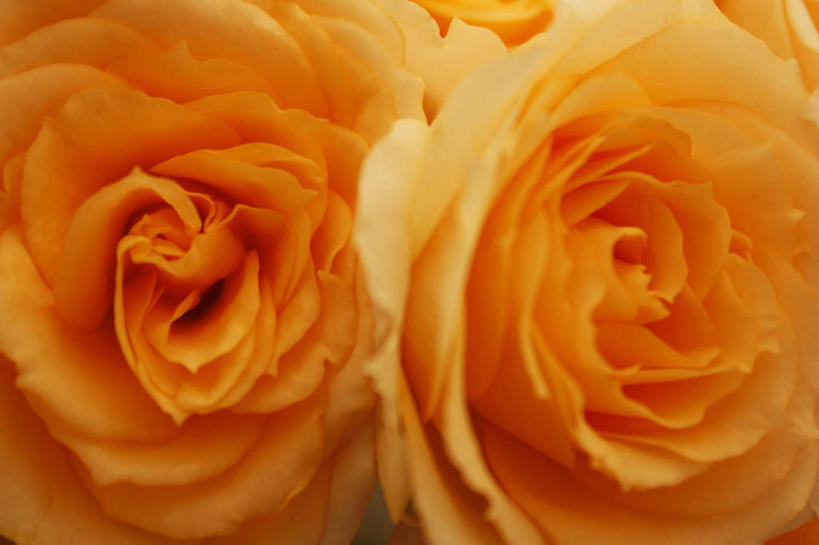 无人,横图,俯视,室内,特写,白天,爱情,幸福,纯洁,热情,玫瑰,朦胧,模糊,盛开,玫瑰花,浪漫,花蕾,花,花瓣,花朵,鲜花,两朵,花苞,花蕊,温暖,温馨,橘色,恩爱,摄影,影棚,和睦,感动,尊敬,天真,刺玫花,徘徊花,彩图,高角度拍摄,影棚拍摄,拍摄,融洽