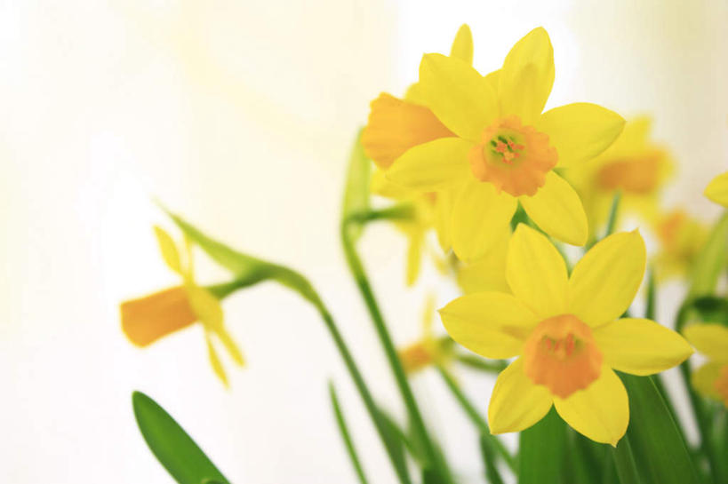 无人,横图,室内,特写,白天,白色背景,正面,水仙花,许多,朦胧,模糊,盛开,花蕾,花,花瓣,花朵,鲜花,黄色,花苞,花蕊,摄影,影棚,金盏银台,玉玲珑,女史花,雅蒜,天蒜,黄水仙,凌波仙子,水仙,天葱,洋水仙,彩图,影棚拍摄,拍摄