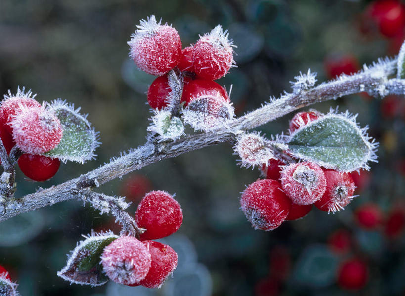 无人,横图,室外,特写,白天,正面,旅游,度假,美景,植物,北海道,日本,亚洲,许多,朦胧,模糊,景观,草药,药草,霜,娱乐,中药,自然,享受,休闲,景色,放松,自然风光,药材,中草药,东亚,中药材,本草,日本国,北海道地方,北海道岛,水莲沙,栒刺木,岩楞子,冰霜,彩图