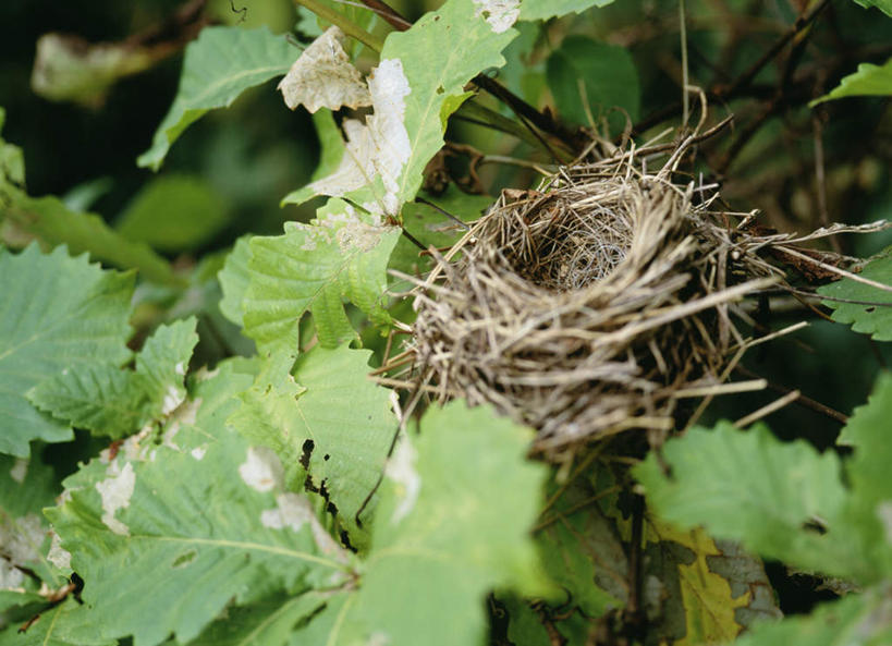无人,横图,俯视,室外,特写,白天,植物,叶子,北海道,日本,亚洲,枯萎,朦胧,模糊,鸟巢,鸟窝,枯草,绿叶,枝条,草,树,树木,树枝,黄色,嫩叶,东亚,日本国,北海道地方,北海道岛,虬枝,枝杈,叶,叶片,彩图,高角度拍摄,千岁市