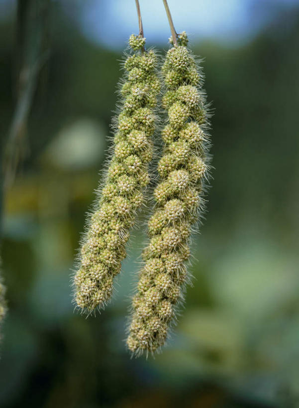 无人,竖图,室外,特写,白天,正面,旅游,度假,美景,北海道,日本,亚洲,朦胧,模糊,景观,谷物,娱乐,自然,享受,休闲,粟米,景色,放松,自然风光,小米,东亚,日本国,谷子,北海道地方,北海道岛,美瑛,粟,粢米,彩图