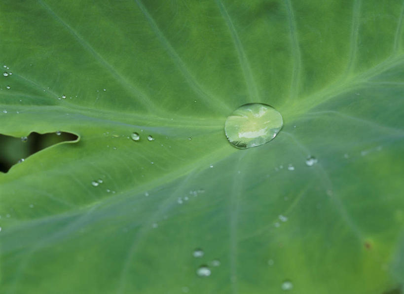 无人,横图,俯视,室外,特写,白天,旅游,度假,美景,水,植物,叶子,朦胧,模糊,纹理,液体,景观,水滴,荷叶,绿叶,娱乐,水珠,绿色,自然,露珠,享受,休闲,嫩叶,景色,放松,自然风光,肌理,莲叶,叶,叶片,叶脉,彩图,高角度拍摄